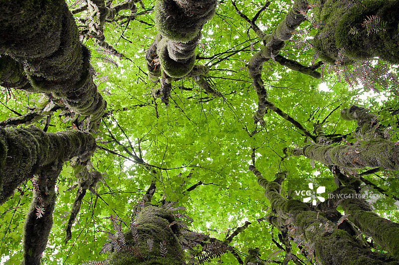 北温哥华森林图片素材