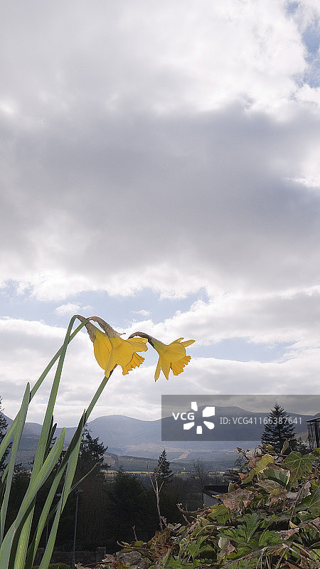 水仙花图片素材