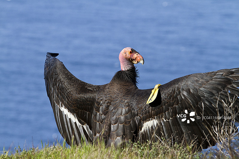 加州大瑟尔海岸的野生加州秃鹰图片素材
