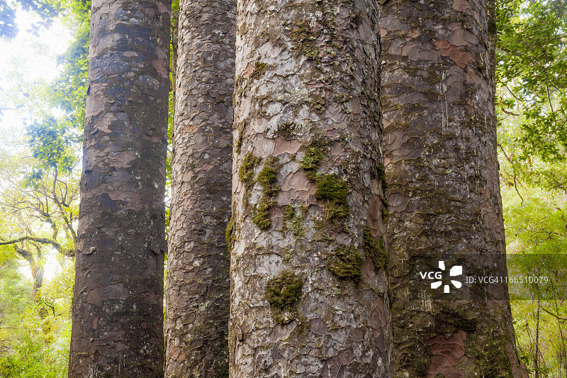怀波瓦森林中的四棵贝壳杉树干图片素材