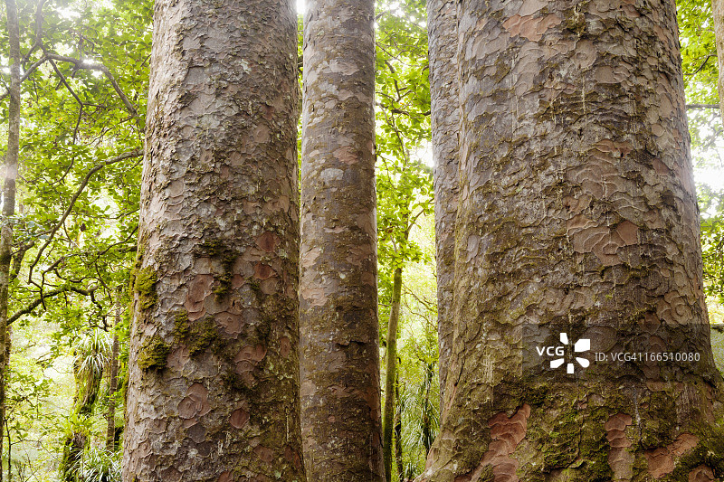 怀波瓦森林中的四棵贝壳杉树干图片素材