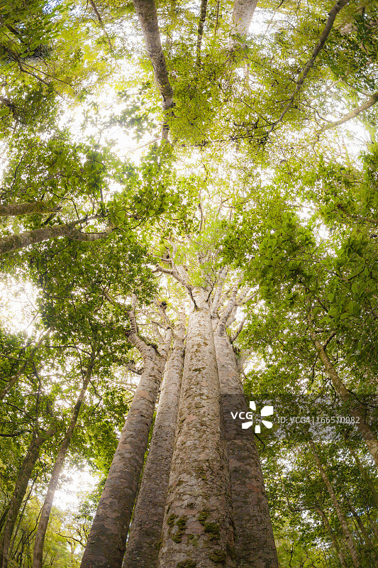 四棵考里树，怀波瓦森林图片素材