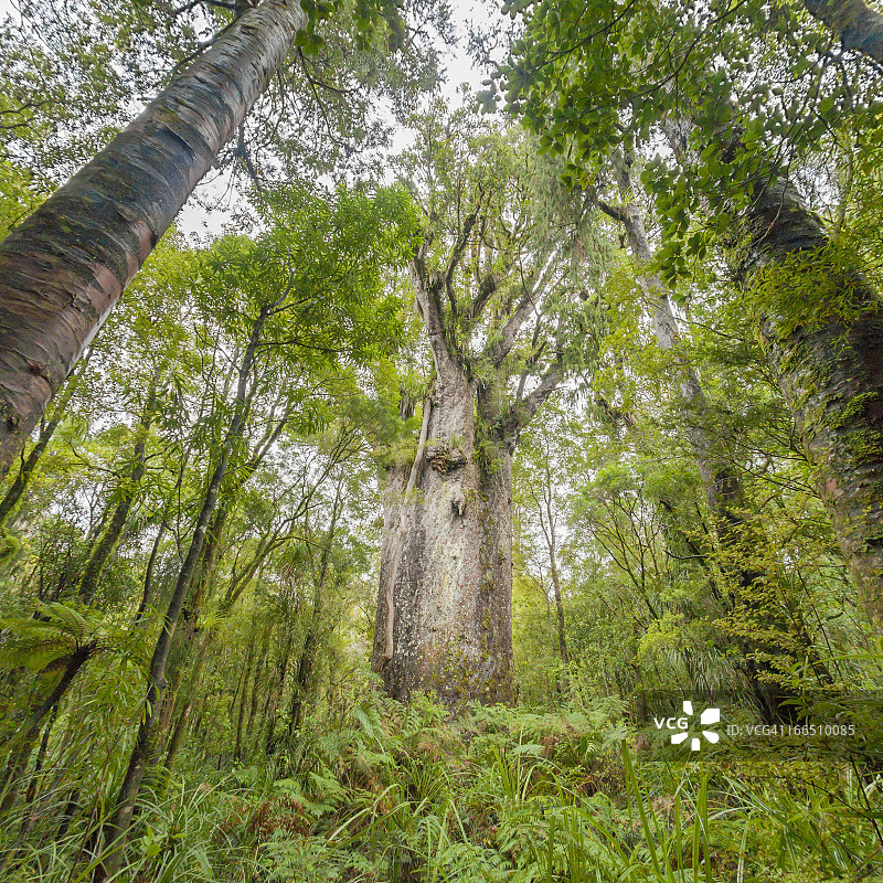 巨型贝壳杉树—蒂玛图阿纳加赫图片素材