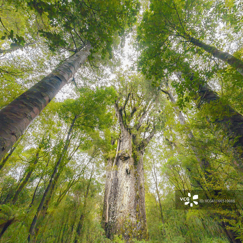 巨型贝壳杉树—蒂玛图阿纳加赫图片素材