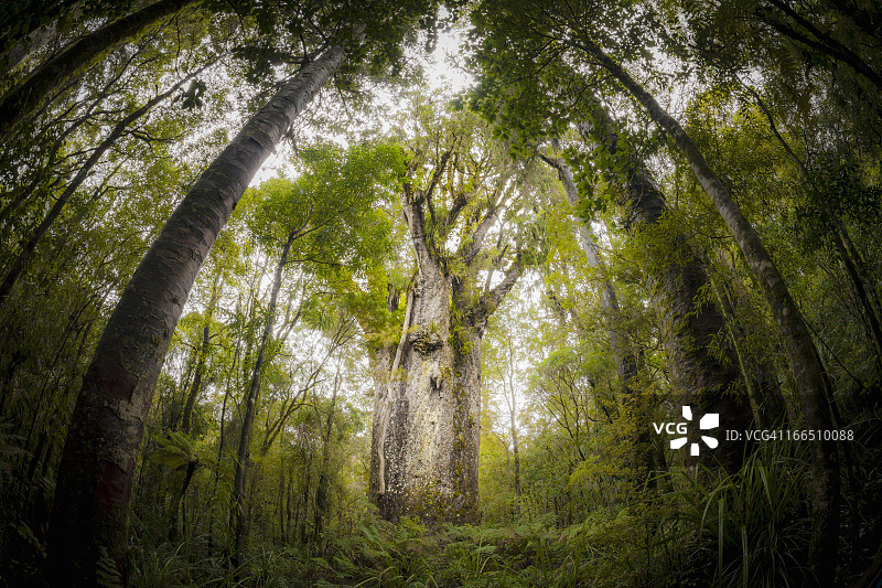 巨型贝壳杉树—蒂玛图阿纳加赫图片素材