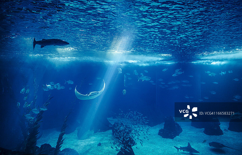 大型蓝色水族馆中的鱼图片素材