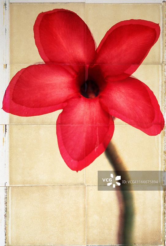 沙漠玫瑰图片素材