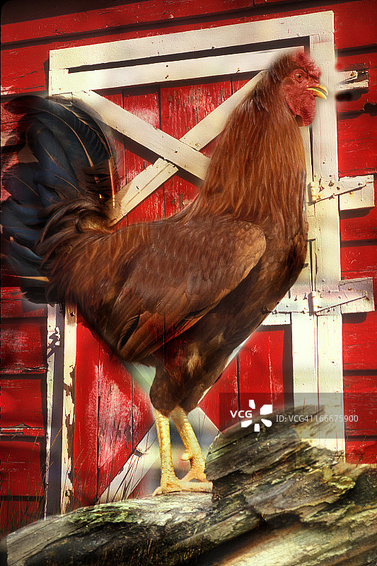 家养公鸡图片素材
