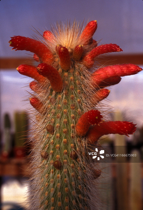 诺托仙人掌野花盛开图片素材