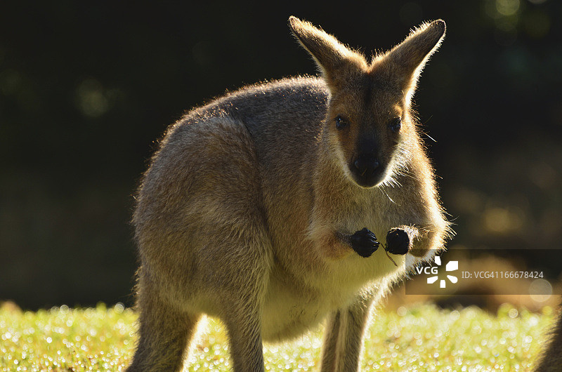 敏捷小袋鼠图片素材