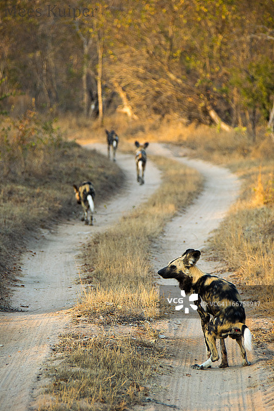 野犬闻到气味图片素材
