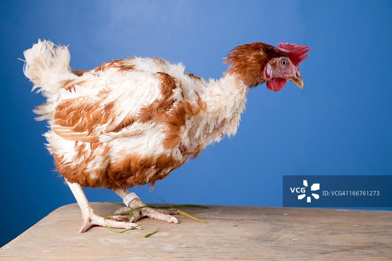 笼养母鸡图片素材