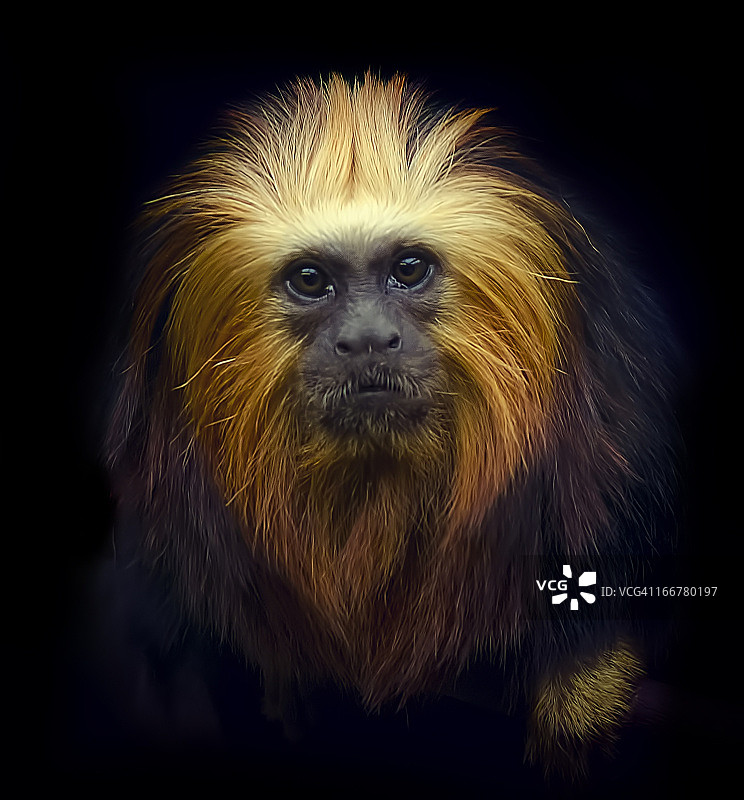 金色狮面狨图片素材