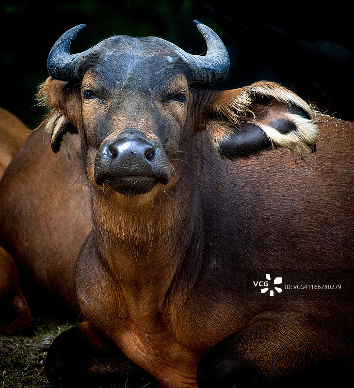 刚果野牛图片素材