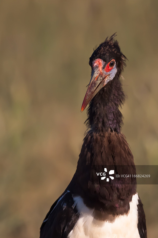 黑腹鹳图片素材
