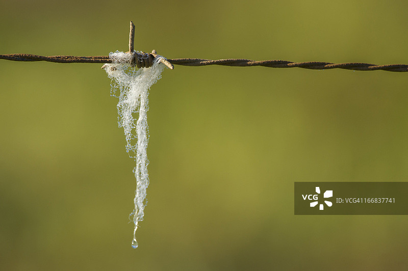 挂在带刺铁丝网上的绵羊毛，南非布雷达斯多普图片素材