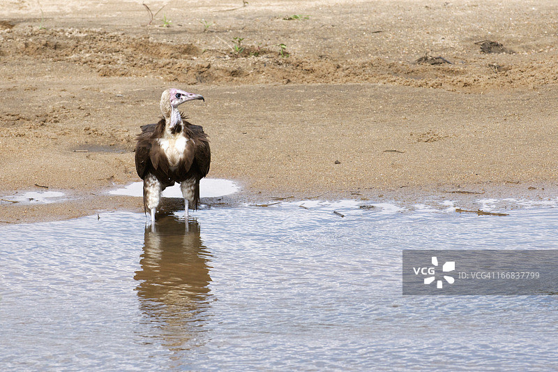 克鲁格国家公园水塘中白头秃鹫的倒影图片素材