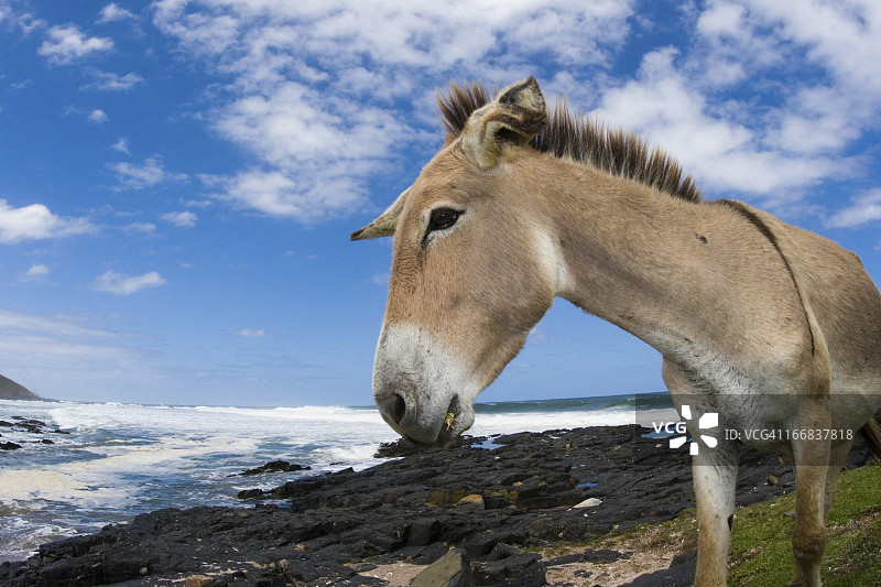 南非海边的驴图片素材