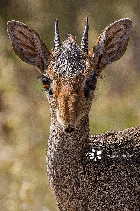 根氏小羚羊图片素材
