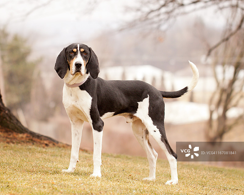 站在山上的寻猎浣熊犬图片素材