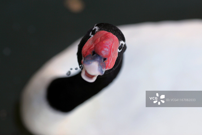 黑颈天鹅图片素材
