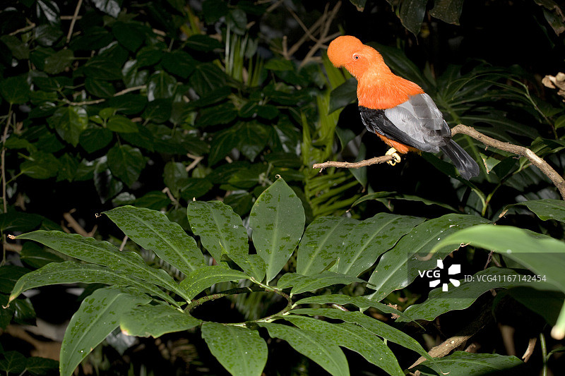 安第斯动冠伞鸟图片素材
