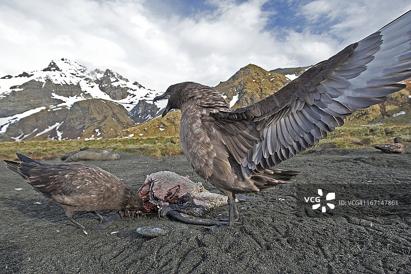 亚南极贼鸥与帝企鹅尸体图片素材