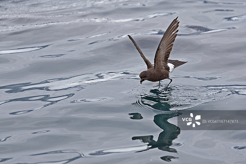 威氏海燕觅食图片素材