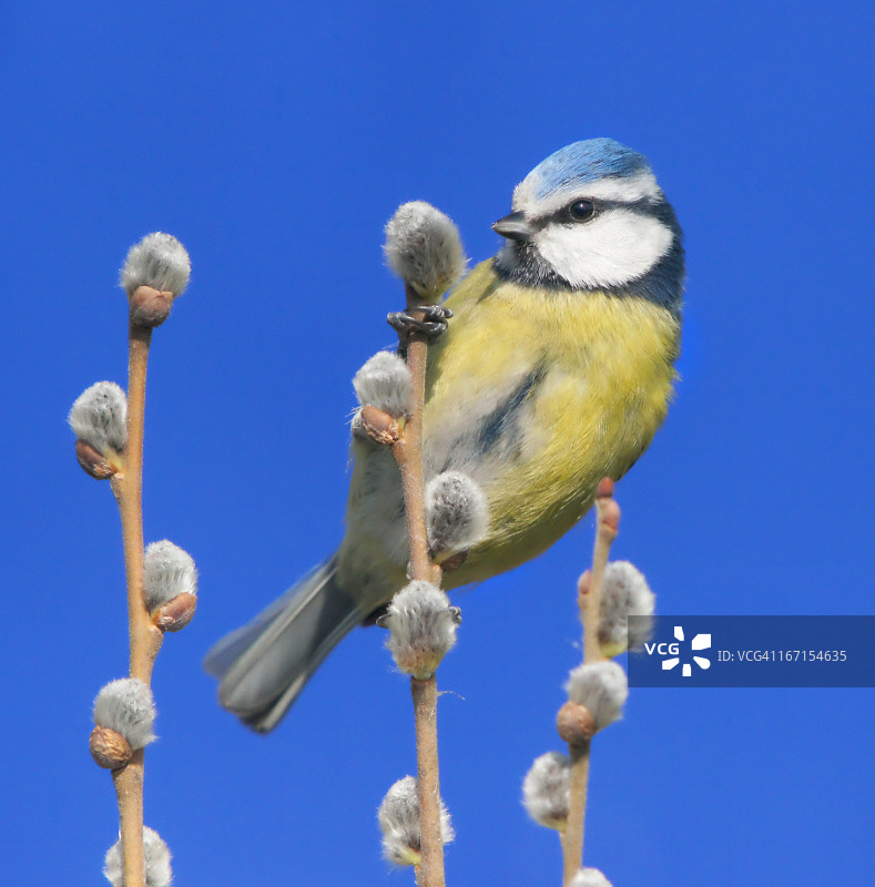 春天里的蓝山雀图片素材