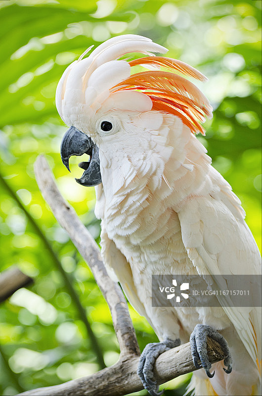 葵花凤头鹦鹉图片素材