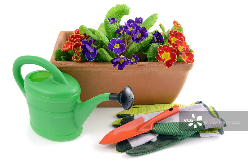 报春花盆栽与园艺工具图片素材