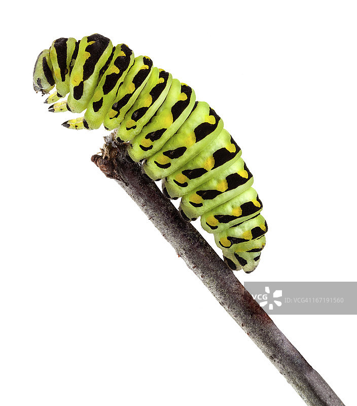 凤蝶幼虫在树枝上特写图片素材