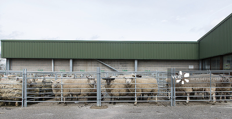 赶集日图片素材