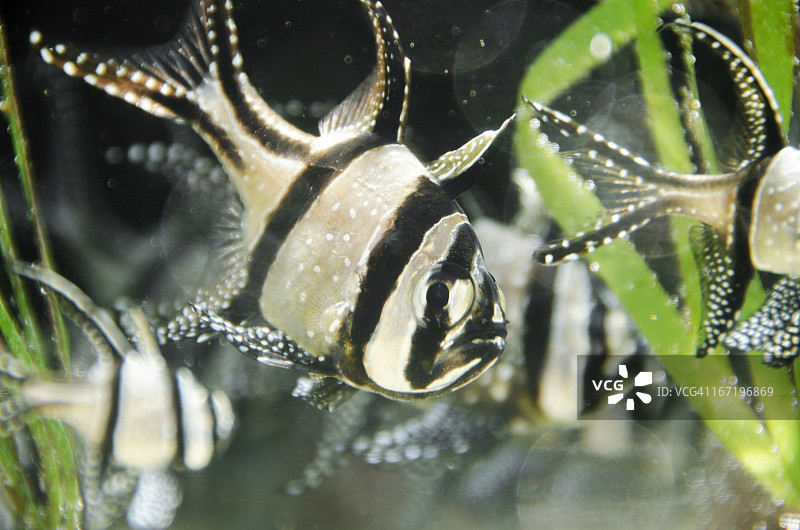 班盖鱼图片素材