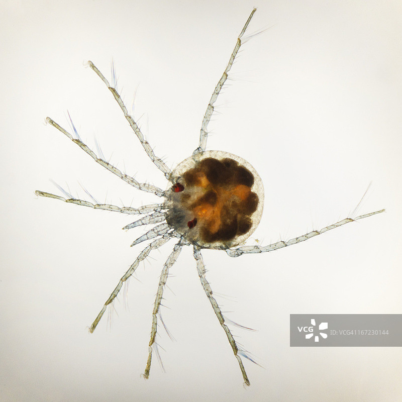 水螨显微照片图片素材