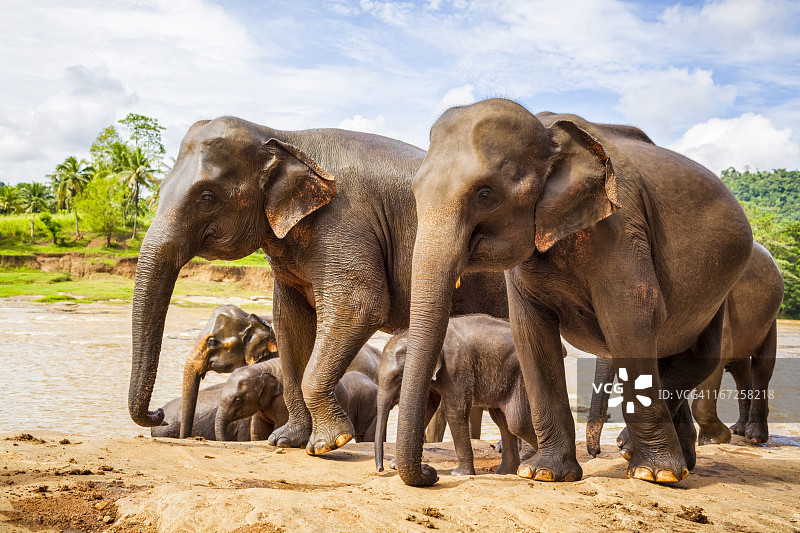 斯里兰卡象图片素材