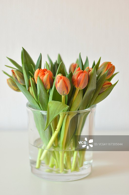 橙色郁金香图片素材