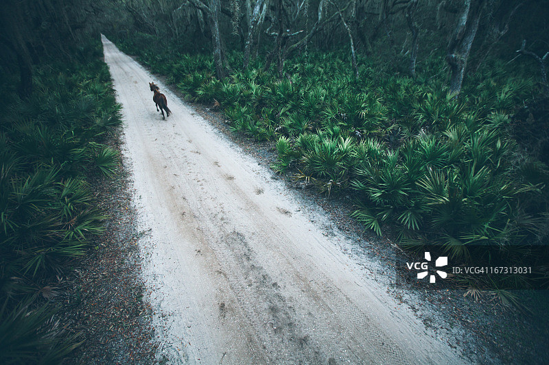 日落时分，马沿着乡村沿海沙路飞驰图片素材