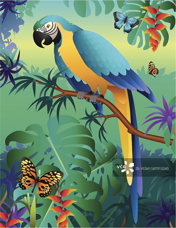 亚马逊雨林中的蓝色和金色金刚鹦鹉图片素材