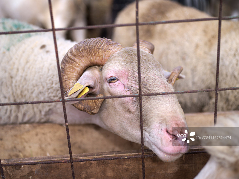 绵羊市场图片素材