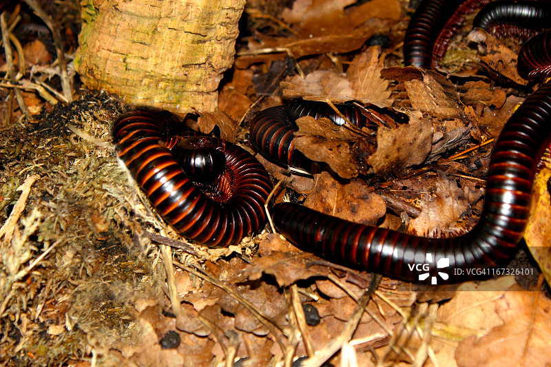 巨型马陆图片素材