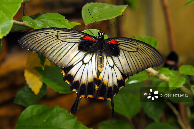 大蒙蝴蝶，又名：檗凤蝶，产于南亚图片素材