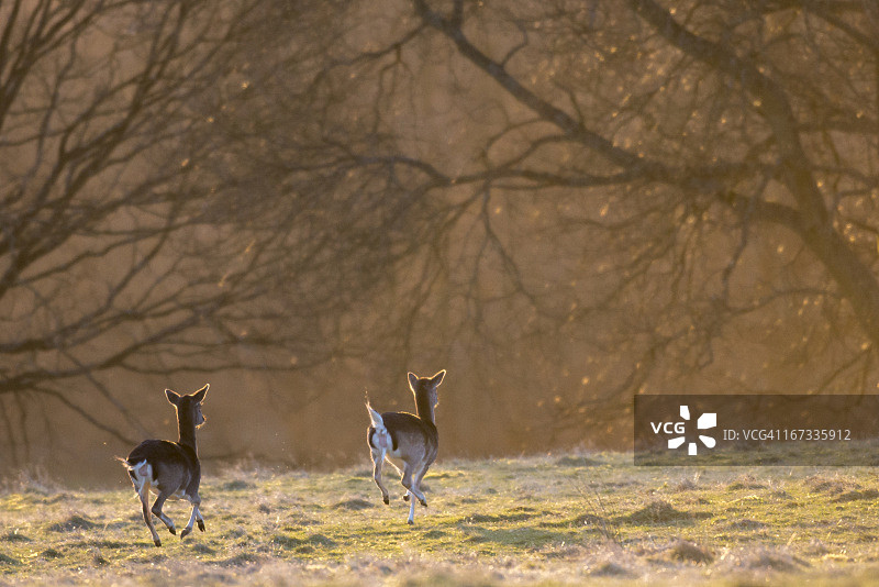 黎明时分移动中的黇鹿雌鹿图片素材