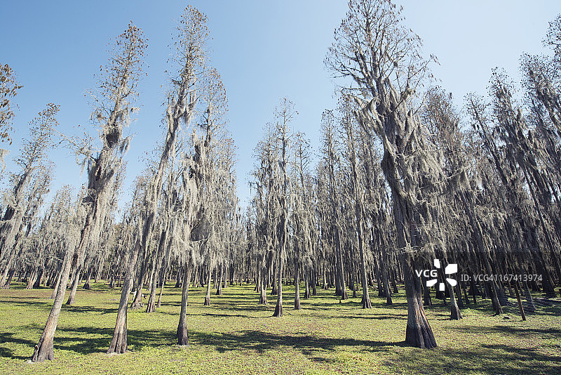 从绿草中长出的佛罗里达柏树图片素材