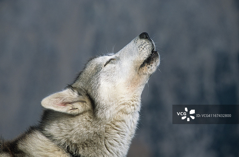 嚎叫的哈士奇图片素材