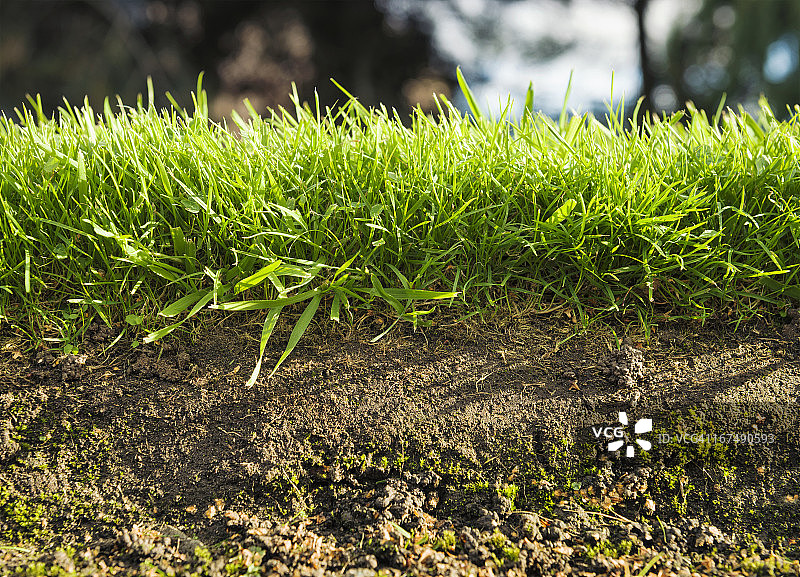 草的横截面图片素材