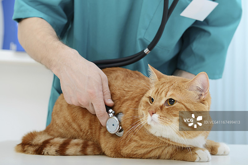 兽医和猫图片素材