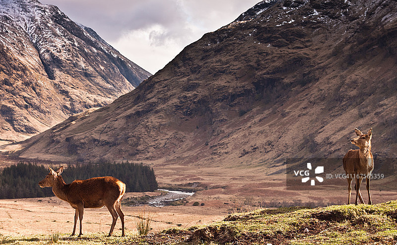 Glen Etive的红鹿图片素材