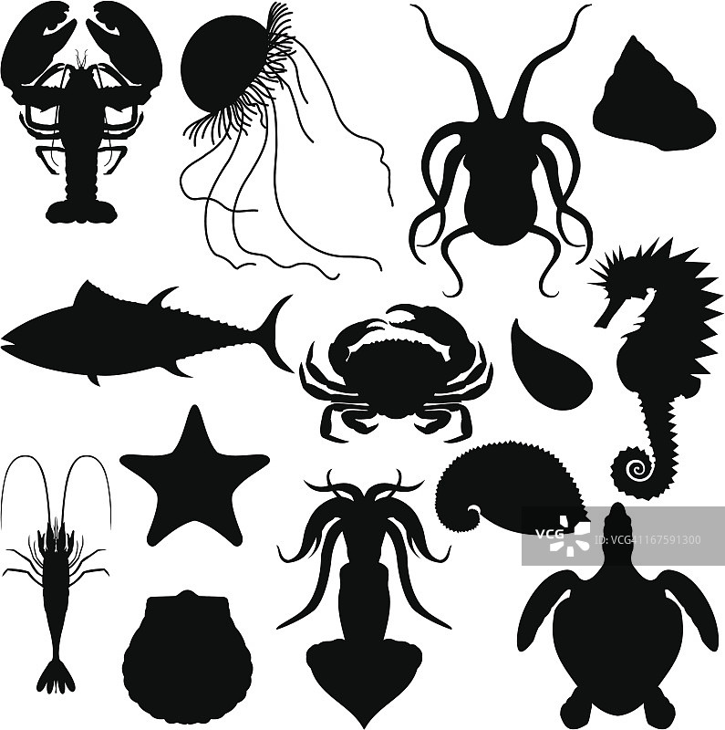 海洋生物图片素材