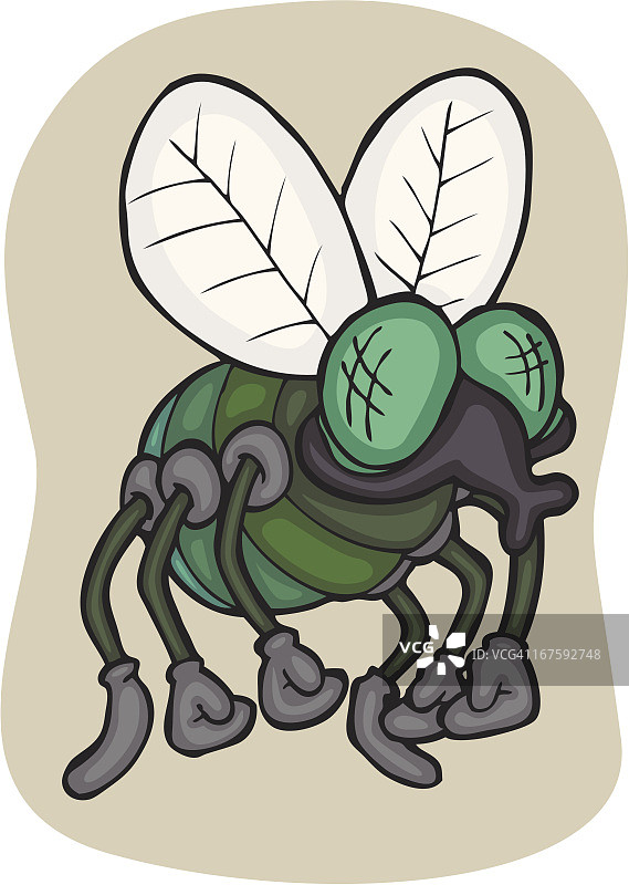 昆虫：蝇图片素材